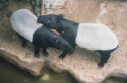 tapir2.jpg